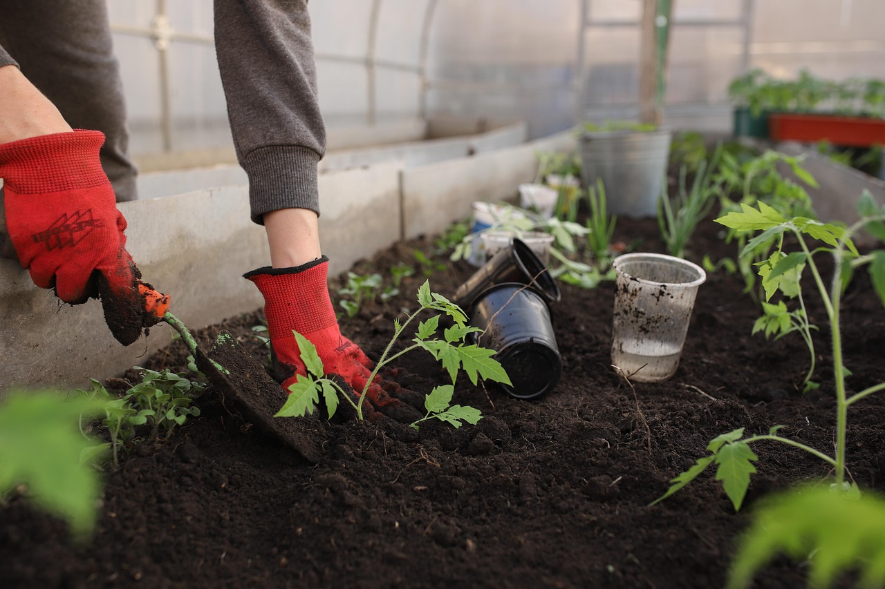 „Dieses Natürliche Wundermittel“: Vergessener Geheimtipp Verdoppelt Deine Tomatenernte und Wird von 9 von 10 Gärtnern Übersehen