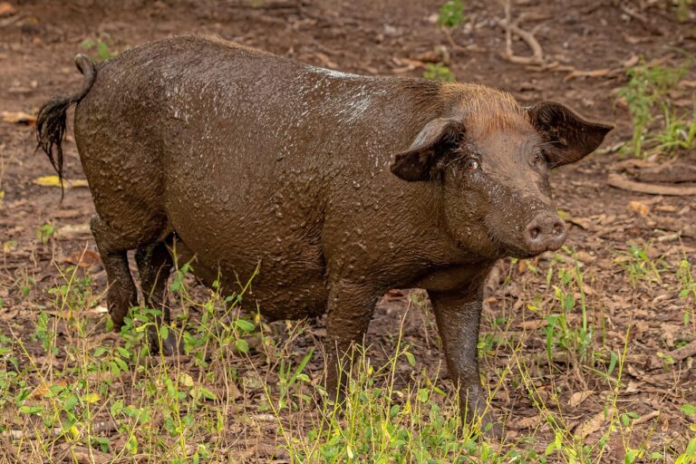 Les porcs auraient été domestiqués en Chine à l’époque néolithique: une découverte qui bouleverse nos connaissances sur l’histoire de l’élevage