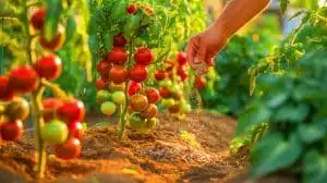 Illustration de l'utilisation de la cendre de bois comme engrais naturel dans un potager. Image réalisée par IA.