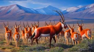 Illustration de l'intégration d'un robot bionique parmi les antilopes tibétaines pour l'étude écologique.