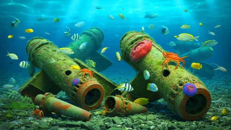 « 43 000 crabes par mètre carré colonisent les explosifs » : pourquoi la nature transforme les armes nazies en paradis aquatique