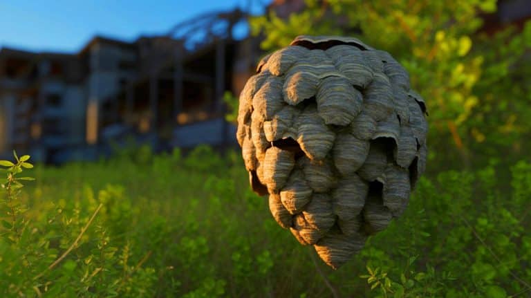 « Des guêpes nucléaires dans votre jardin » : ce nid radioactif dépasse 1 000 % les limites légales et terrifie les autorités américaines maintenant