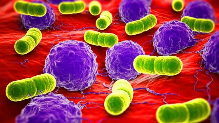 „Wir injizieren tödliche Bakterien direkt in Tumoren“: Wissenschaftler verwandeln Salmonellen in Krebs-Killer während Patienten mit lebenden Medikamenten geheilt werden